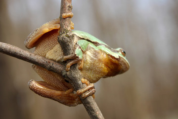 European tree frog (Hyla arborea) climbing the tree in natural habitat, small green tree frog close up photo in real natural habitat, forest organism