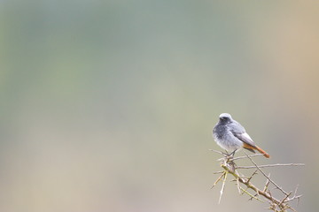 Obraz premium Jan. 29, 2020; Larrabetzu, Bizkaia (Basque Country). Male Black redstart portrait.