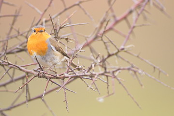 Jan. 29, 2020; Larrabetzu, Bizkaia (Basque Country). Male Black redstart portrait.