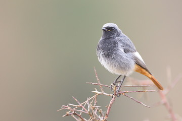 Fototapeta premium Jan. 29, 2020; Larrabetzu, Bizkaia (Basque Country). Male Black redstart portrait.