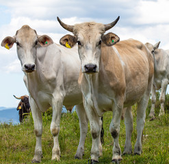 Close up de gado no pasto
