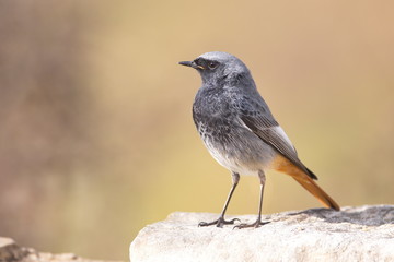 Jan. 29, 2020; Larrabetzu, Bizkaia (Basque Country). Male Black redstart portrait.