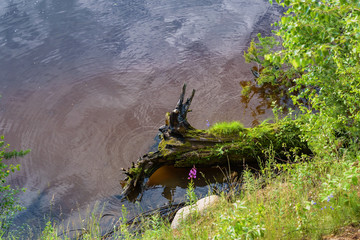 Old snag in the river under the steep Bank