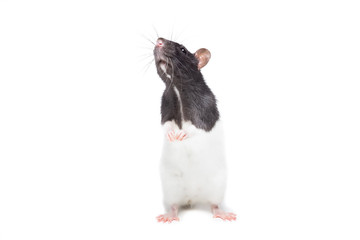  rat on white background