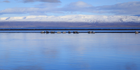 phoque - islande © maxence