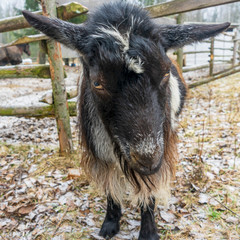 Emotional portrait of horned goat, farm animals. Village concept.