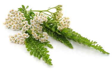 Green leaves of yarrow.