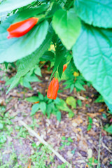 Single orange flower of sleeping hibiscus 