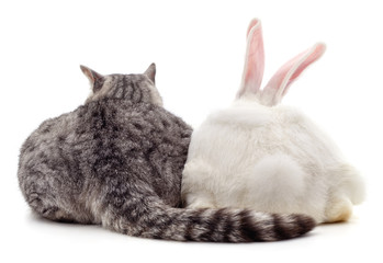 Cat and rabbit.