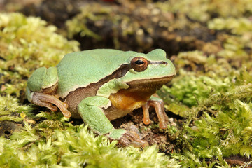 European tree frog (Hyla arborea) climbing the tree in natural habitat, small green tree frog close up photo in real natural habitat, forest organism