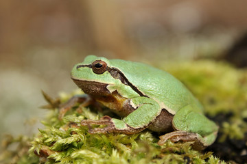 European tree frog (Hyla arborea) climbing the tree in natural habitat, small green tree frog close up photo in real natural habitat, forest organism