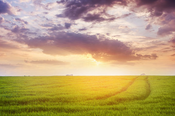 Rural landscape with green field at sunset_
