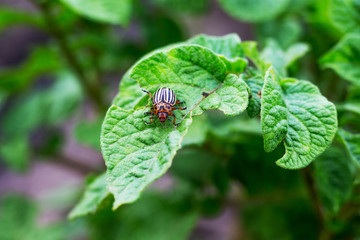 Colorado beetle on a potato leaf destroys a plant_