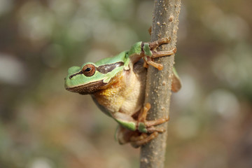 European tree frog (Hyla arborea) climbing the tree in natural habitat, small green tree frog close up photo in real natural habitat, forest organism