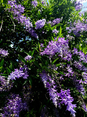 Petrea volubilis a purple flower