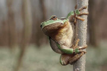 European tree frog (Hyla arborea) climbing the tree in natural habitat, small green tree frog close up photo in real natural habitat, forest organism