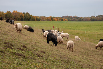 Black and white herd of Racka Sheep on the old river bed of the river Elster on the suburban of Leipzig