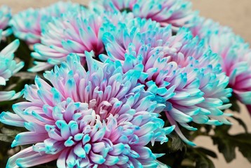 Multi colored blue chrysanthemum close up macro shot