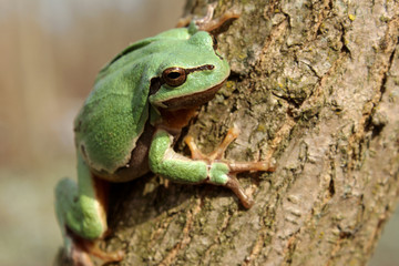 European tree frog (Hyla arborea) climbing the tree in natural habitat, small green tree frog close up photo in real natural habitat, forest organism