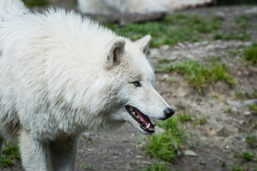 Obraz na płótnie Canvas Tête d'un loup blanc