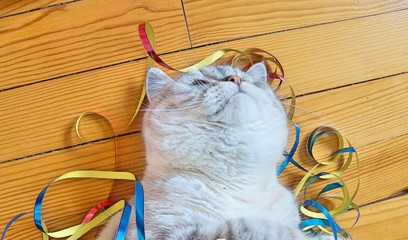 verkatert - lustiges Kätzchen