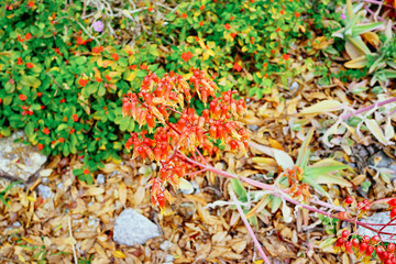 bryophyllum pinnatum flower bloom on the branches like the little lanterns shimmering in the sunshine