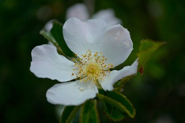  Apple tree white flower large on a branch in the spring garden.