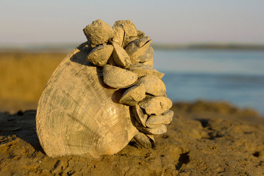 Zebra mussel (Dreissena polymorpha), a small freshwater mussel, very invasive and fast spreading freshwater shell with strong byssal fibers. Mollusca, family Dreissenidae, 