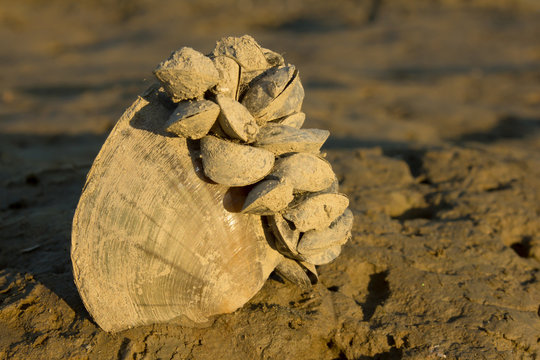 Zebra mussel (Dreissena polymorpha), a small freshwater mussel, very invasive and fast spreading freshwater shell with strong byssal fibers. Mollusca, family Dreissenidae, 