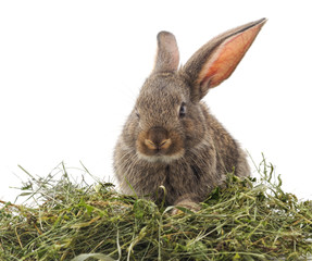 Brown rabbit on hay.