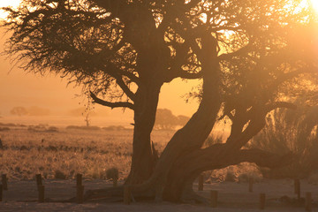 afrkański krajobraz z drzewem o zachodzie słońca