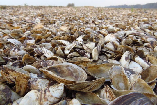 Zebra mussel (Dreissena polymorpha), a small freshwater mussel, very invasive and fast spreading freshwater shell with strong byssal fibers covering vast amount of lake bottom, Dreissenidae, 