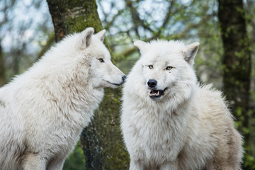 Fototapeta premium Loup dragueur