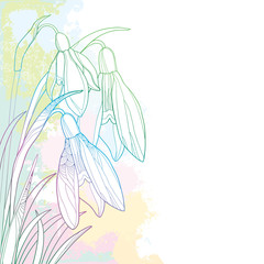 Corner bouquet of ornate outline Snowdrop or Galanthus flowers and leaf in pastel pink, blue and green on the white background.