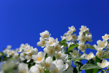 Beautiful branches of a spring bush on blue sky background