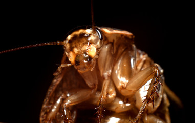 marble cockroach close up macro photography