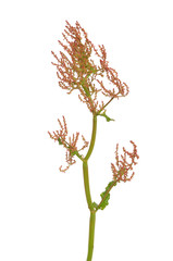 Common sorrel (Rumex acetosa) flower