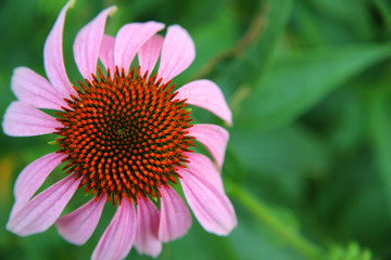 Echinacea