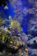 Naklejka na ściany i meble Marine life in the aquarium