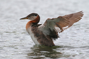 Western Grebe