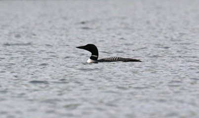 Loon Lake