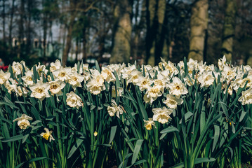 Flowerbeds of blossoming narcissus