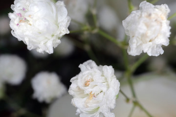 small white flowers on a blurry background