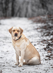 Nice labrador dog in the forest in winter