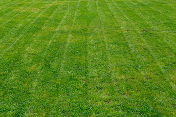 Fototapeta na wymiar Striped fresh mowed garden lawn in summer