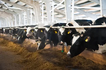 Stoff pro Meter Kühe auf einem Bauernhof. Milchkühe © SGr