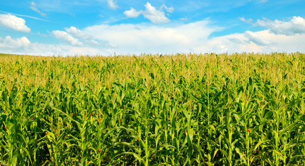 Corn field and blue sky. Agricultural landscape. Wide photo.