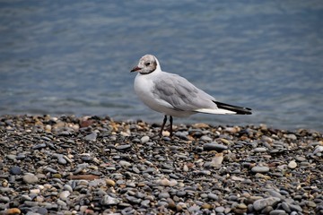 Seagull on pebble beach seaside nature scenery