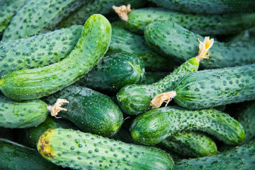 Cucumber farm greenhouse
