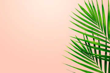 Tropical palm leaves on orange background with clipping path and isolated.Tropical and jungle concept.Top view and flat lay with space for text background.